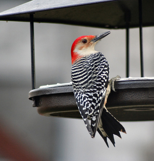 Sevimli Hayvanlar galerisi resim 9