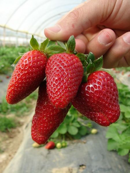 Hangi meyve neye yararlı? galerisi resim 5