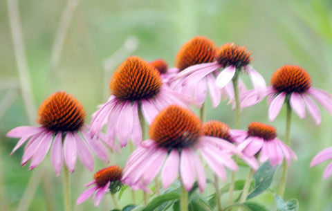 Soğuk algınlığını 24 saatte yenin galerisi resim 2