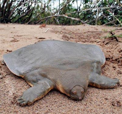 Garip hayvanlar galerisi resim 1