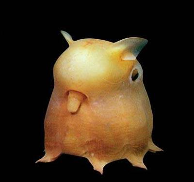 Garip hayvanlar galerisi resim 11