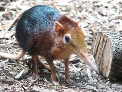 Garip hayvanlar galerisi resim 13