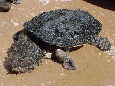 Garip hayvanlar galerisi resim 2