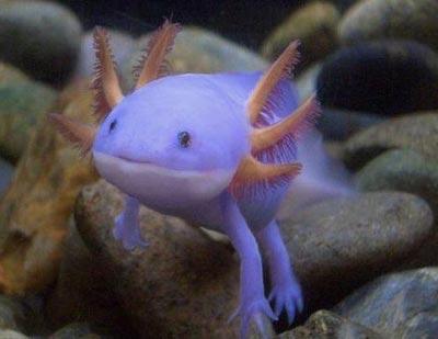 Garip hayvanlar galerisi resim 3