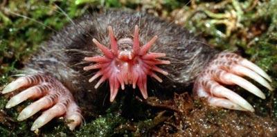 Garip hayvanlar galerisi resim 4