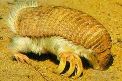 Garip hayvanlar galerisi resim 6