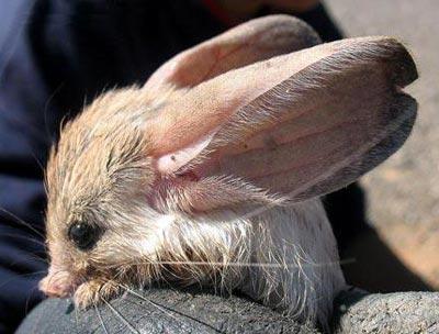 Garip hayvanlar galerisi resim 7