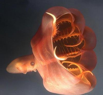 Garip hayvanlar galerisi resim 8