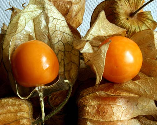 Altın Çilek'in faydaları galerisi resim 7