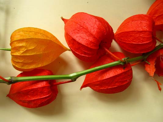 Altın Çilek'in faydaları galerisi resim 8