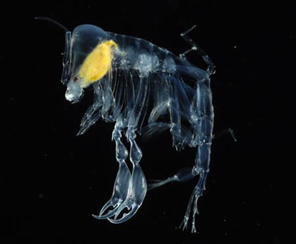 Şeffaf Canlılar galerisi resim 8