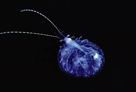 Şeffaf Canlılar galerisi resim 9