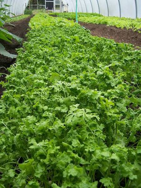 Zayıflamaya yardım eden 7 madde! galerisi resim 1