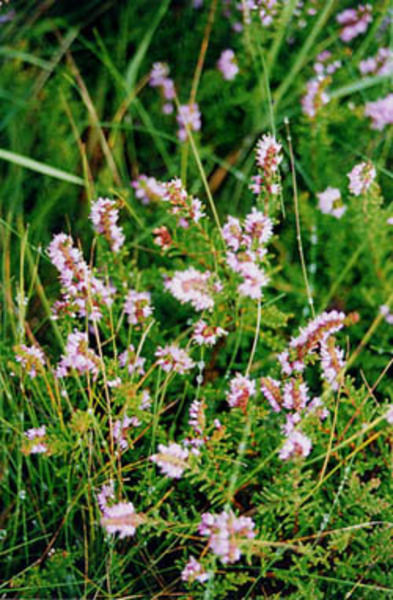 Zayıflamaya yardım eden 7 madde! galerisi resim 2