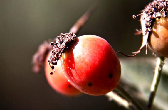 İşte kanserden koruyan 33 yiyecek! galerisi resim 1