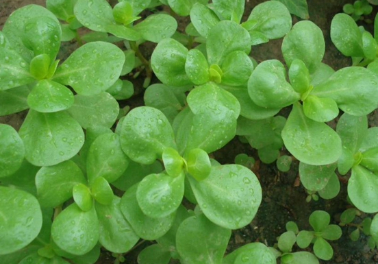 İşte kanserden koruyan 33 yiyecek! galerisi resim 13