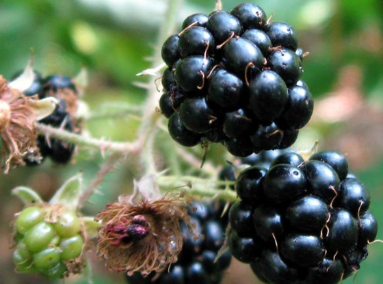 İşte kanserden koruyan 33 yiyecek! galerisi resim 15