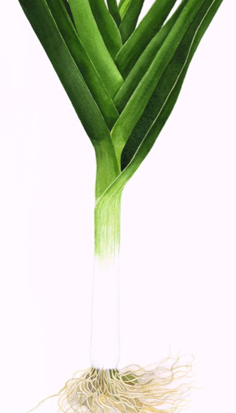 İşte kanserden koruyan 33 yiyecek! galerisi resim 27