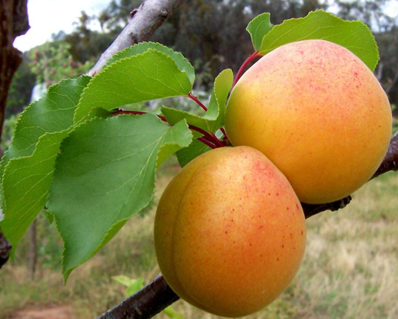 İşte kanserden koruyan 33 yiyecek! galerisi resim 6