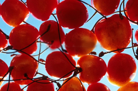 İşte kanserden koruyan 33 yiyecek! galerisi resim 7