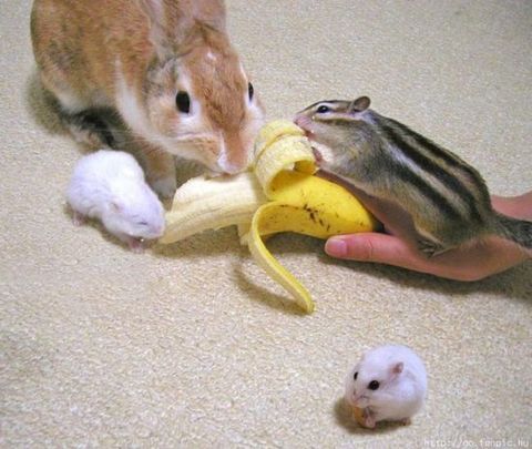 Sıradışı arkadaşlıklar galerisi resim 33