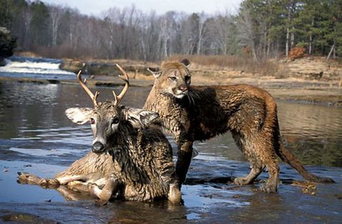 Sıradışı arkadaşlıklar galerisi resim 38