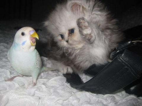 Sıradışı arkadaşlıklar galerisi resim 6