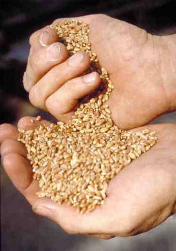 Sağlığınız için en faydalı 10 gıda galerisi resim 10