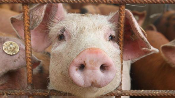 Grip mi, soğuk algınlığı mı? galerisi resim 11