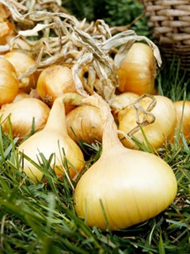 Soğan böyle yenirse öksürüğü yok ediyor galerisi resim 10