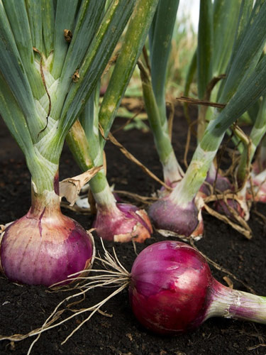 Soğan böyle yenirse öksürüğü yok ediyor galerisi resim 4