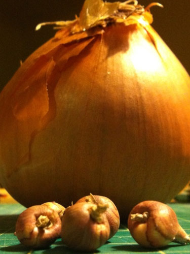 Soğan böyle yenirse öksürüğü yok ediyor galerisi resim 5