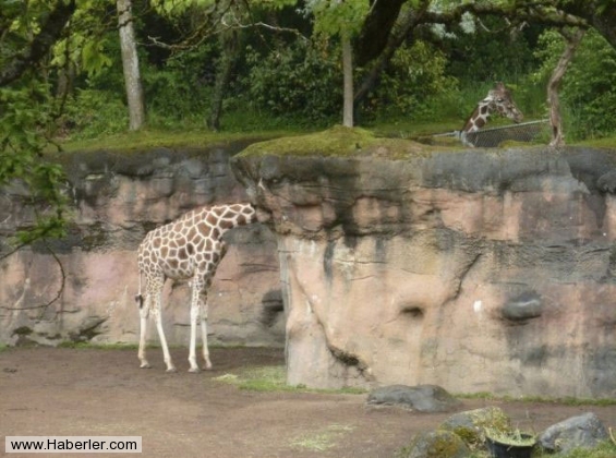 Bu fotoğraflar sizi yanıltacak galerisi resim 16