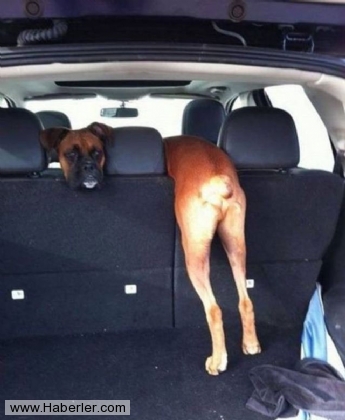 Bu fotoğraflar sizi yanıltacak galerisi resim 23