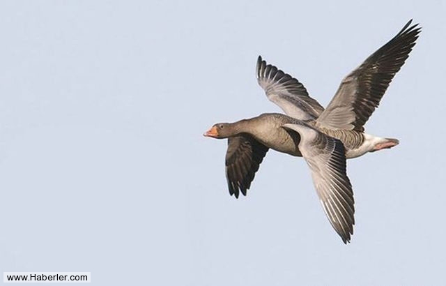 Bu fotoğraflar sizi yanıltacak galerisi resim 35