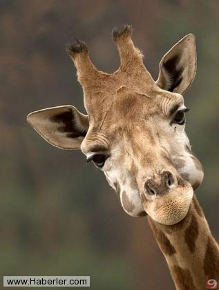 Hiç bilmediğiniz gerçekler galerisi resim 20