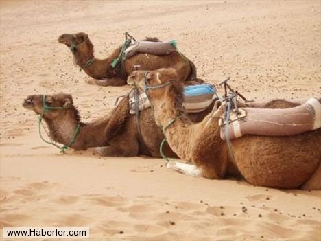 Hiç bilmediğiniz gerçekler galerisi resim 22