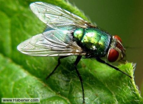 Hiç bilmediğiniz gerçekler galerisi resim 8