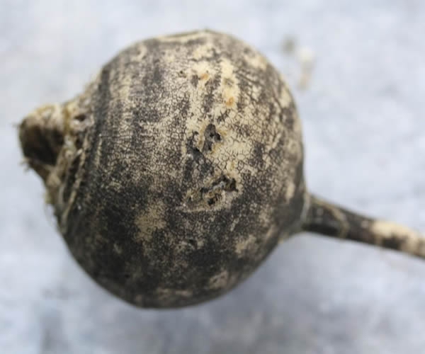 Vücudu toksinden arındıran 5 doğal besin galerisi resim 6