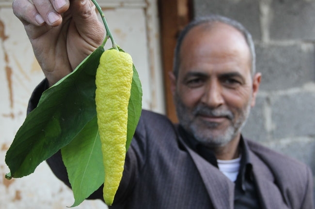 Biber görünümlü limon galerisi resim 1