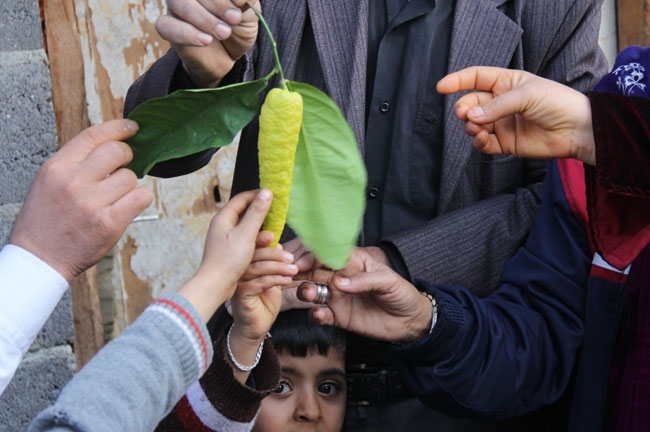 Biber görünümlü limon galerisi resim 4