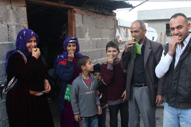 Biber görünümlü limon galerisi resim 5