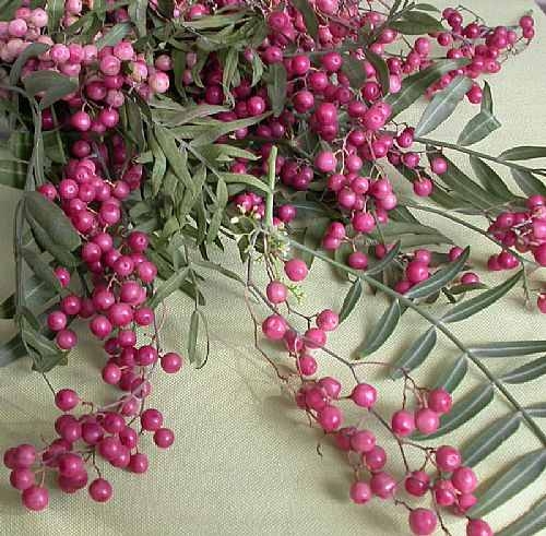 DİŞ AĞRINIZ İÇİN 10 ALTIN ÖNERİ! galerisi resim 11