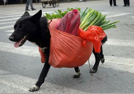 İstihap haddini aşan taşıtlar (çok komik) - 1 galerisi resim 4