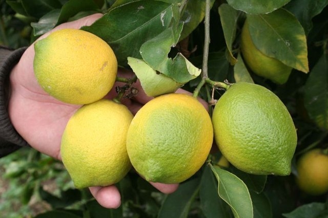 Limon dilimleriyle uyumanın faydaları galerisi resim 21