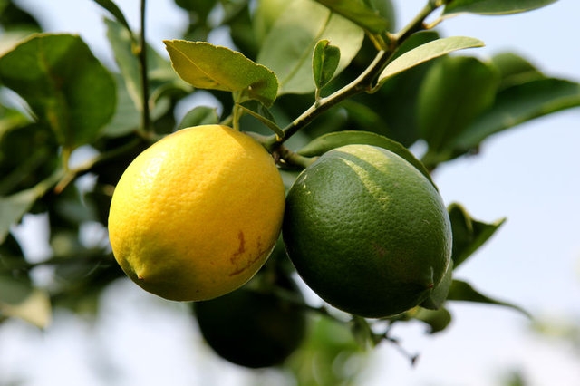 Limon dilimleriyle uyumanın faydaları galerisi resim 22