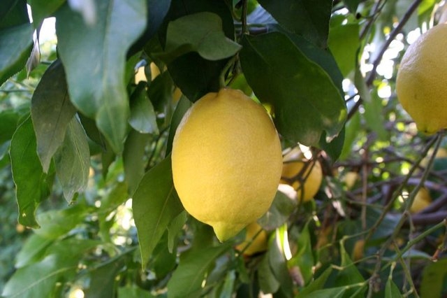 Limon dilimleriyle uyumanın faydaları galerisi resim 23