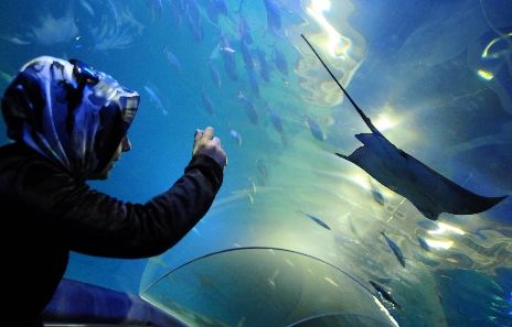 İstanbullu köpekbalığından korkmuyor galerisi resim 2