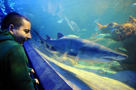 İstanbullu köpekbalığından korkmuyor galerisi resim 3