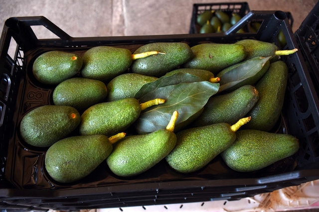 Günde 1 avokado yiyene 300 dolar! galerisi resim 4